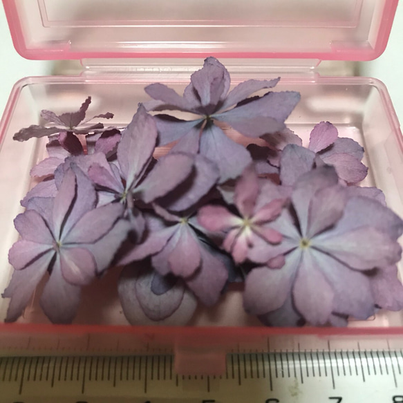 紫陽花⑤ ドライフラワー 1枚目の画像