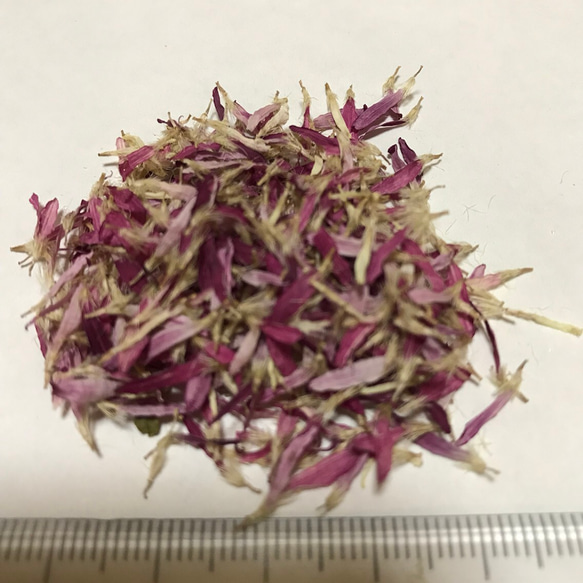 赤紫⑥花びら ドライフラワー 1枚目の画像