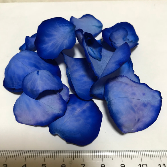 薔薇 青 ドライフラワー 1枚目の画像