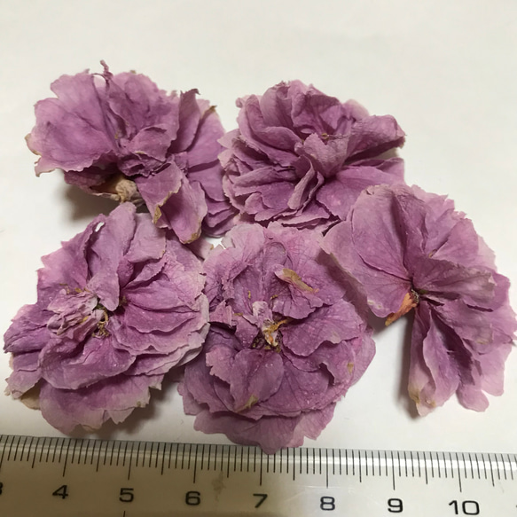 八重桜 ドライフラワー 1枚目の画像