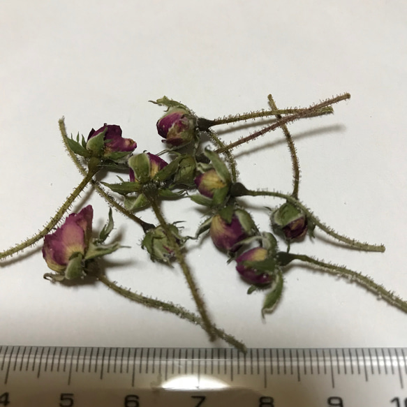 薔薇 蕾 ドライフラワー 1枚目の画像