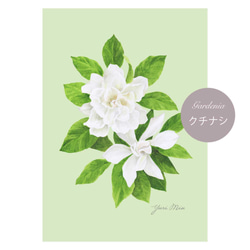 花々のアートポスター｜ 芍薬、カラー、クチナシ、百合、バラ （A4サイズ / １枚〜） 5枚目の画像