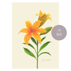 花々のアートポスター｜ 芍薬、カラー、クチナシ、百合、バラ （A4サイズ / １枚〜） 7枚目の画像