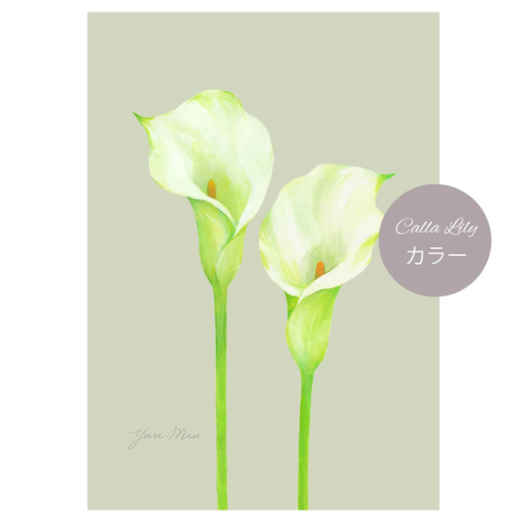 花々のアートポスター｜ 芍薬、カラー、クチナシ、百合、バラ （A4サイズ / １枚〜） 9枚目の画像
