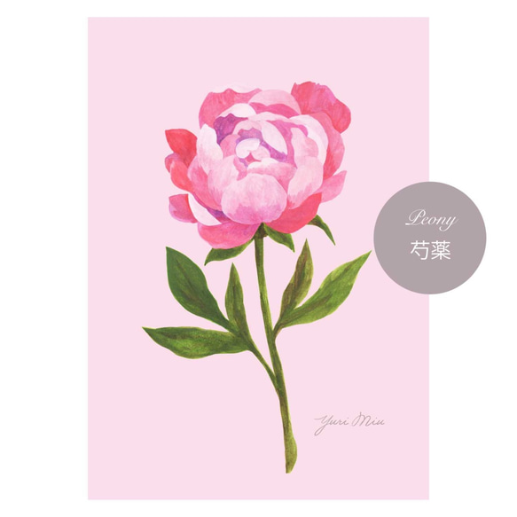 花々のアートポスター｜ 芍薬、カラー、クチナシ、百合、バラ （A4サイズ / １枚〜） 8枚目の画像