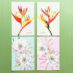 8張鮮花明信片｜熱帶花卉（芙蓉、雞蛋花、夜之女王） 第6張的照片