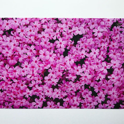 オリジナル　デザインペーパー　芝桜　ピンク　A4 10枚 2枚目の画像