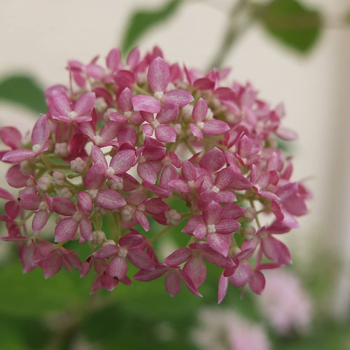 ピンクアナベルのドライフラワースワッグ ドライフラワー まのなかみ