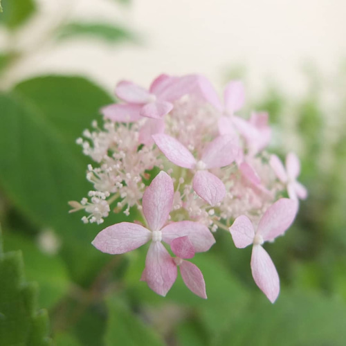 ドライフラワー スワッグ　リース　アナベル ルリタマアザミとアナベルのスワッグ ドライフラワー amijus 通販