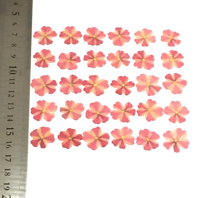 売り切れ✩押し花素材❤バーベナｵﾚﾝｼﾞ系 花・木の実・枝葉・果実 - cte 