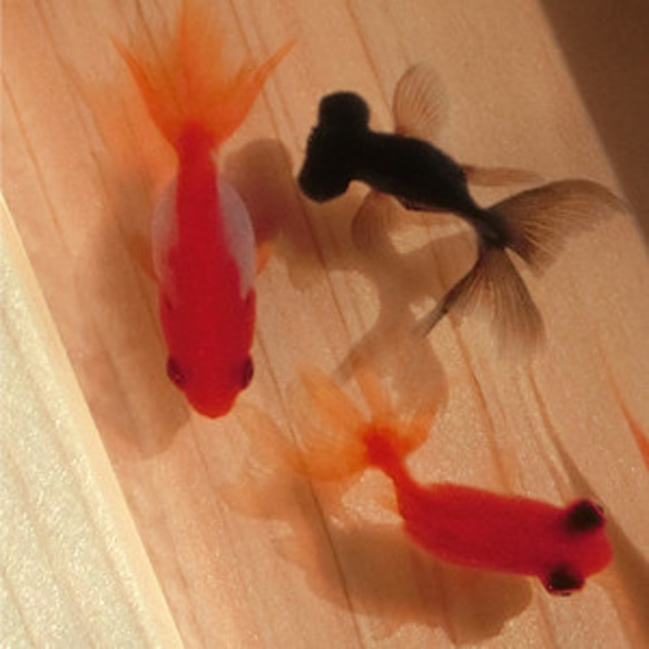 金魚 アクリル樹脂×天然木インテリア 金魚アート 祭 こだわりの純日本製  「Made in Japan」 1枚目の画像