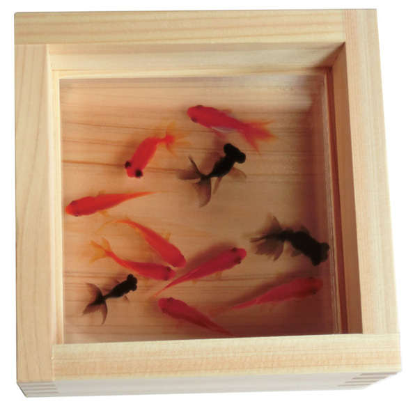金魚丙烯酸樹脂 x 天然木材室內裝飾金魚藝術節在日本精心製作“Made in Japan” 第2張的照片