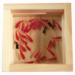 アクリル樹脂×天然木インテリア 「極」こだわりの純日本製 3D金魚 金魚アート  「Made in Japan」 1枚目の画像