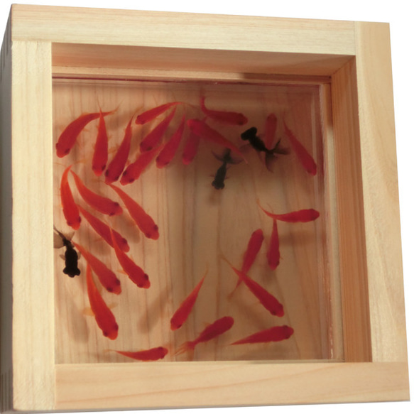 アクリル樹脂×天然木インテリア 「極」こだわりの純日本製 3D金魚 金魚アート  「Made in Japan」 2枚目の画像