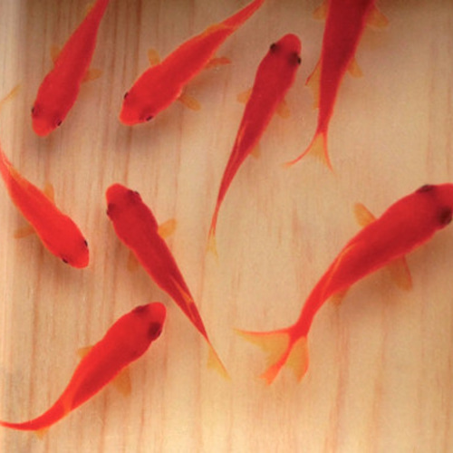 50cmアカメ 幼魚色 - fish craft REAL