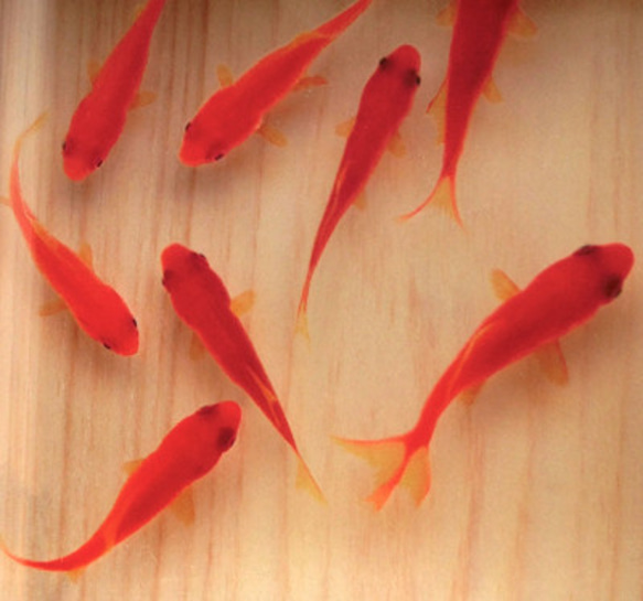 3D 金魚金魚藝術亞克力樹脂 x 天然木材“Saki”日本製造，岐阜縣遠野絲柏“日本製造” 第2張的照片