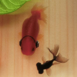 3D金魚 金魚アート アクリル樹脂×天然木 「咲」 こだわりの純