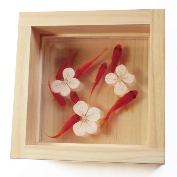 丙烯酸樹脂×天然木材內裝“Saki/繡球花”真正的繡球花/3D金魚“日本製造” 第1張的照片