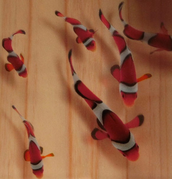 アクリル樹脂×天然木インテリア 「結」 ファインディング ニモ ドリー プレゼント 「Made in Japan」 1枚目の画像
