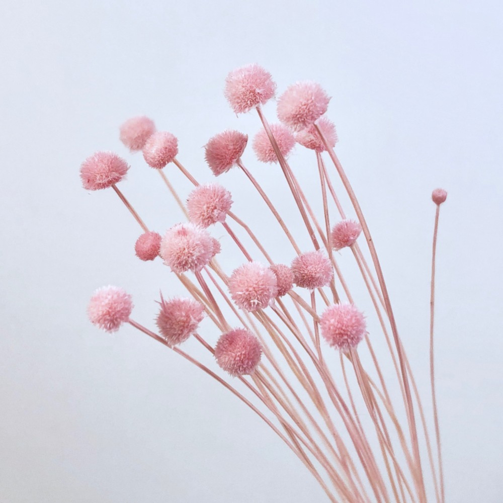 アマレリーノ ＊ピンク フロールエバー 送料無料＆4点毎に1点おまけ  