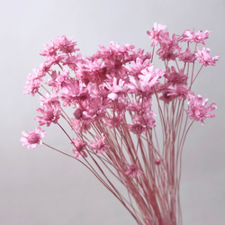 SS様ご予約品です☆ モリソニア　＊パープル/グリーン　大地農園 モリソニア ＊パープル/グリーン 大地農園 送料無料＆4点毎に1点おまけ