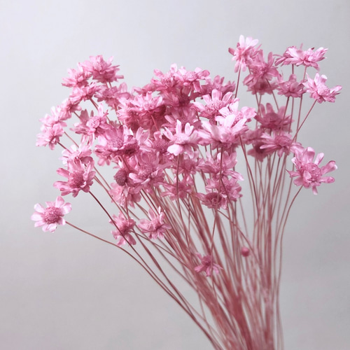 送料無料 スターフラワーミニ＊ストロベリー 500円商品4点ごとにお好き  