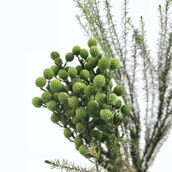 SS様ご予約品です☆ モリソニア　＊パープル/グリーン　大地農園 モリソニア ＊パープル/グリーン 大地農園 送料無料＆4点毎に1点おまけ