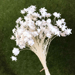 モリソニア ＊パープル/グリーン 大地農園 送料無料＆4点毎に1点おまけ