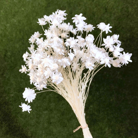 送料無料 スターフラワーミニ＊白 500円商品4点ごとにお好きな1点  