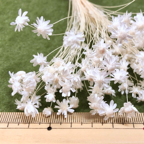 送料無料 スターフラワーミニ＊白 500円商品4点ごとにお好きな1点  