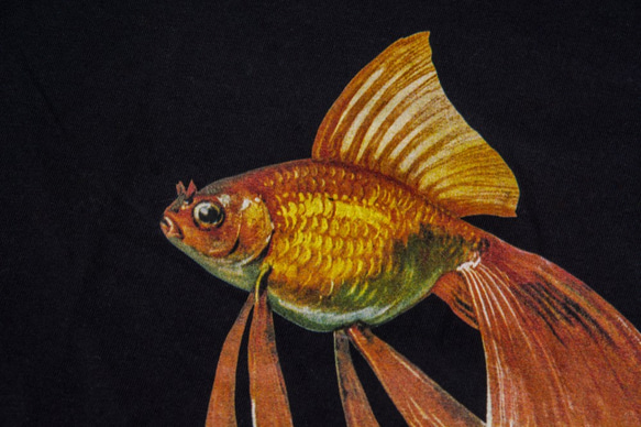 短袖T恤：金魚 Goldfish（黑色/白色T可選） 第2張的照片
