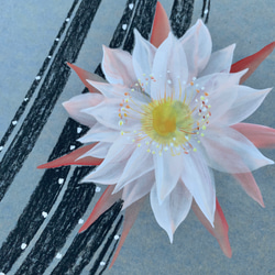柱サボテンの花　【原画　A4サイズ】 2枚目の画像