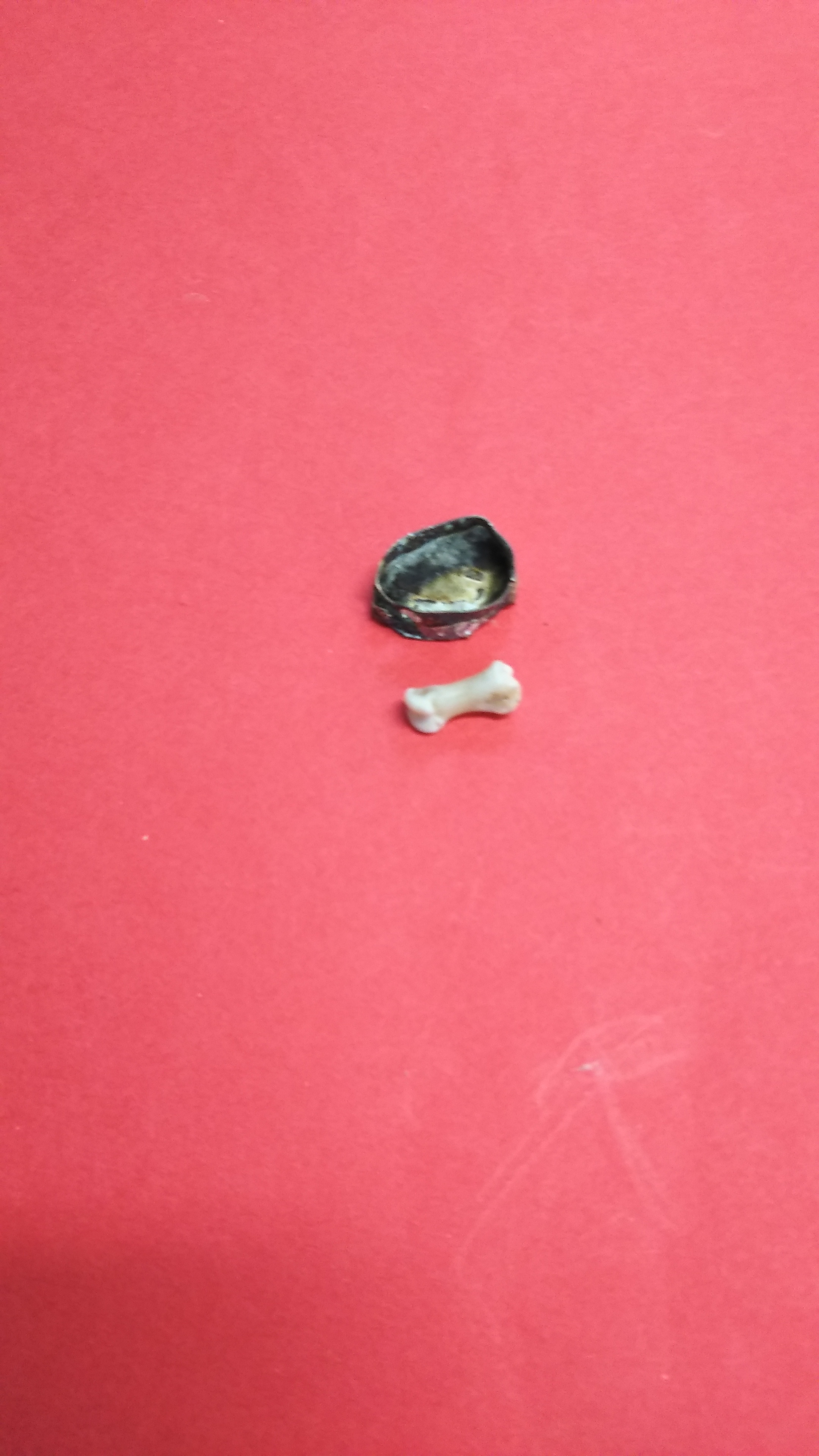 ワニ骨と銀枠のアクセサリー