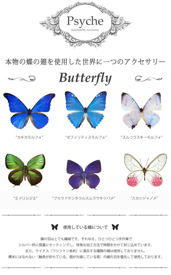 本物の蝶の羽　蝶ネックレス　ダブルチャームネックレス　8タイプ[ps014-8type] 2枚目の画像