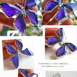 本物の蝶の羽　蝶ブローチ兼ペンダント　ムラサキツバメ　[ps025-pur] 3枚目の画像