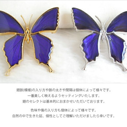 本物の蝶の羽　蝶ブローチ兼ペンダント　ムラサキツバメ　[ps025-pur] 7枚目の画像