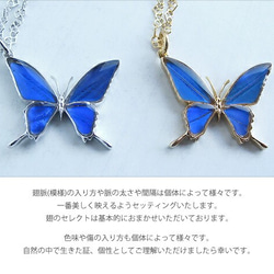 本物の蝶の羽　蝶ネックレス　カキカモルフォ　[ps028-cac] 4枚目の画像