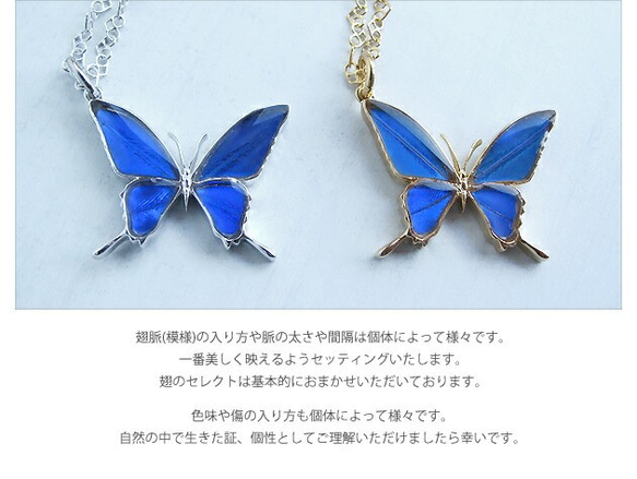 本物の蝶の羽　蝶ネックレス　カキカモルフォ　[ps028-cac] 4枚目の画像