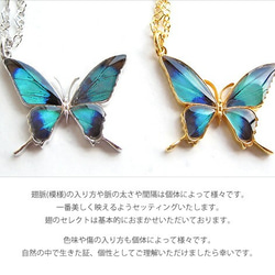 本物の蝶の羽　蝶ネックレス　ドクソコパチェルビナ　[ps028-gr] 5枚目の画像