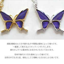 本物の蝶の羽　蝶ネックレス　ムラサキツバメ　[ps028-pur] 5枚目の画像