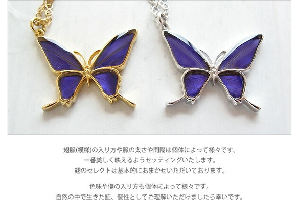 本物の蝶の羽　蝶ネックレス　ムラサキツバメ　[ps028-pur] 5枚目の画像