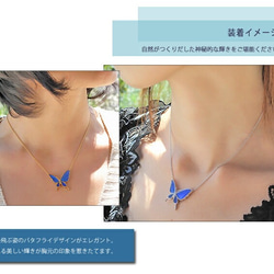 本物の蝶の羽　舞蝶ネックレス　カキカモルフォ　[ps031-cac] 7枚目の画像