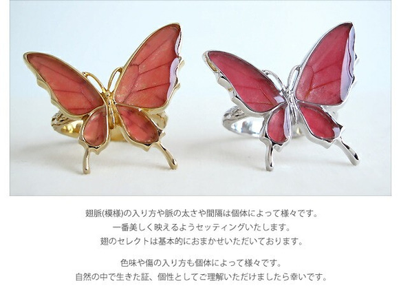 本物の蝶の羽　舞蝶リング　フリーサイズ　スカシジャノメ　[ps033-sukashi] 9枚目の画像
