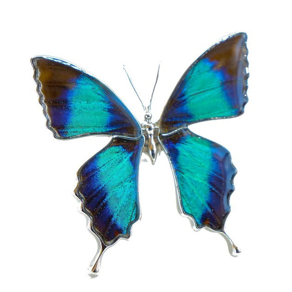 本物の蝶の羽　蝶リング　ドクソコパチェルビナ　[zps002r-gr] 1枚目の画像