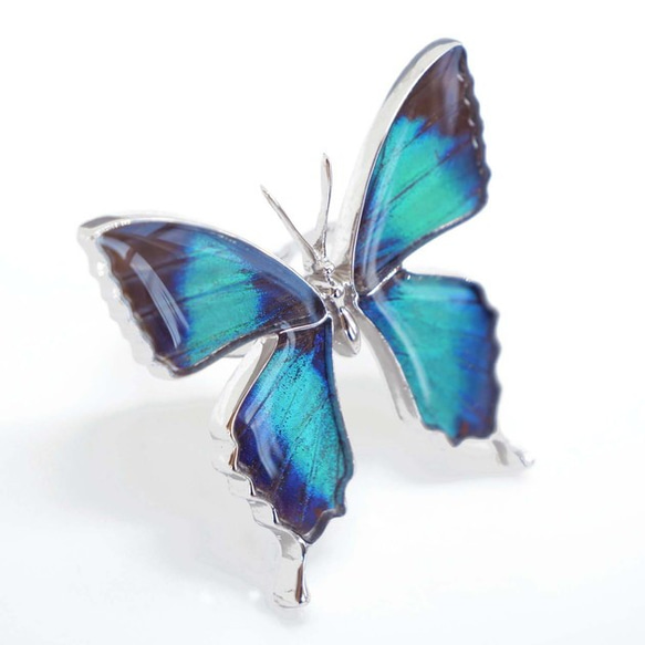 本物の蝶の羽　蝶リング　ドクソコパチェルビナ　[zps002r-gr] 6枚目の画像