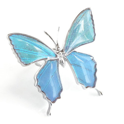 本物の蝶の羽　蝶リング　ゼフィリティスモルフォ　[zps002r-zep] 1枚目の画像