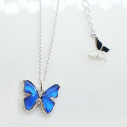 本物の蝶の羽　蝶ネックレス　カキカモルフォ　[zps016r-cac] 4枚目の画像