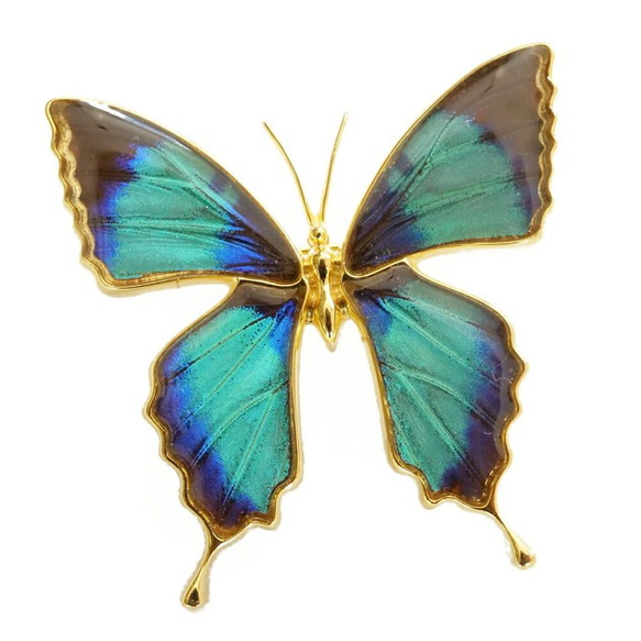 本物の蝶の羽　蝶ブローチ兼ペンダント　ドクソコパチェルビナ　[zps025g-gr] 1枚目の画像