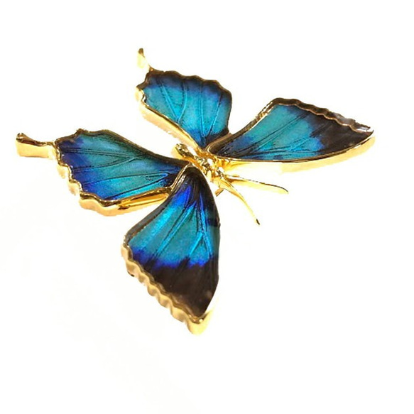 本物の蝶の羽　蝶ブローチ兼ペンダント　ドクソコパチェルビナ　[zps025g-gr] 4枚目の画像