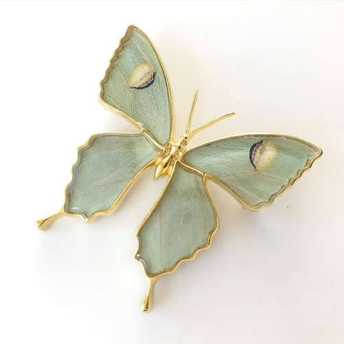 本物の蝶の羽 蝶ブローチ兼ペンダント オオミズアオ [zps025g